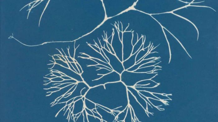 Anna Atkins (1799–1871), Furcellaria fastigiata, from Part IV, version 2 of Photographs of British Algae: Cyanotype Impressions, 1846 or later, cyanotype.