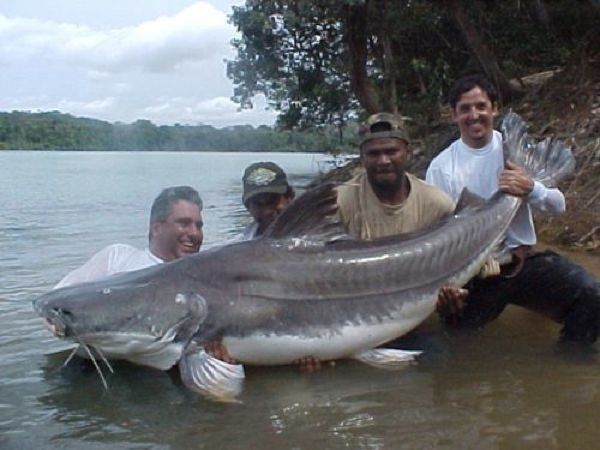 The-Piraiba-Catfish