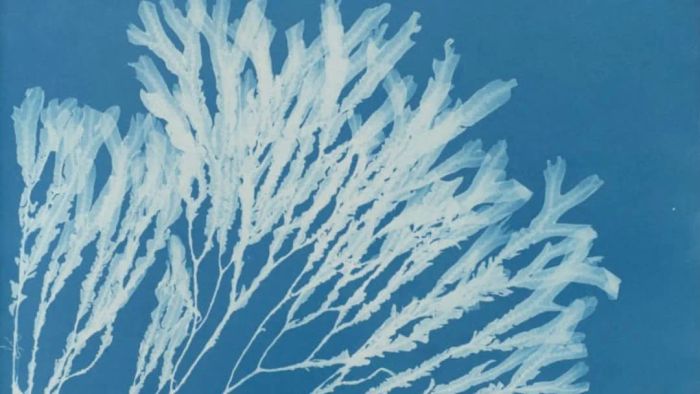 Anna Atkins (1799–1871), Halyseris polypodioides, from Part XII of Photographs of British Algae: Cyanotype Impressions, 1849-1850, cyanotype.
