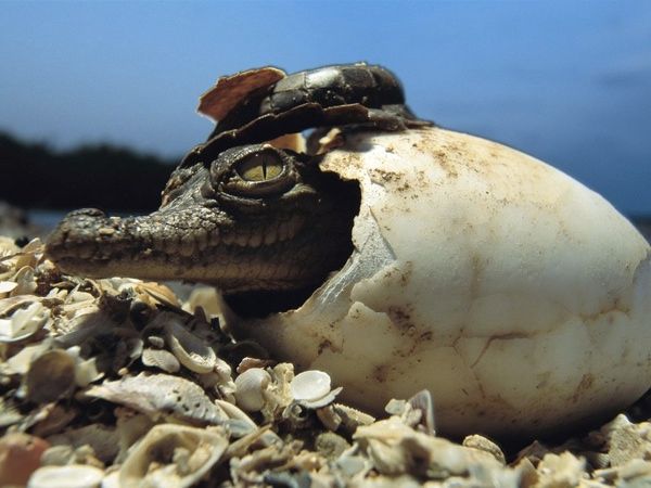 Young Crocodile