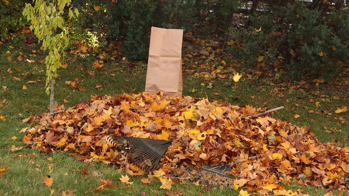 Autumn leaves in a bag