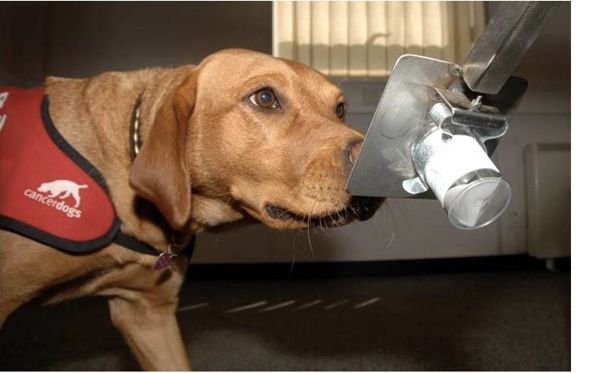 Cancer Sniffing Dog