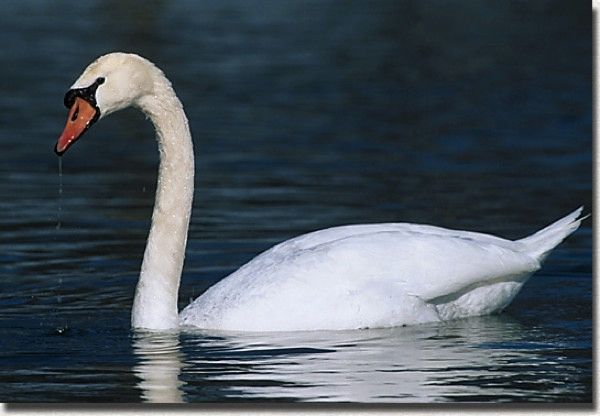 Muteswan01