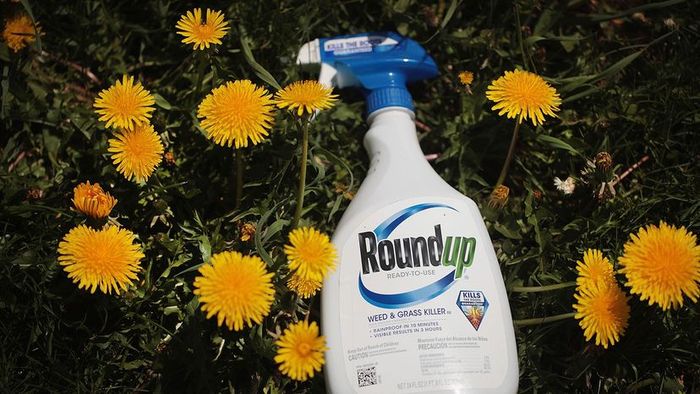 Roundup's Effect on Plants