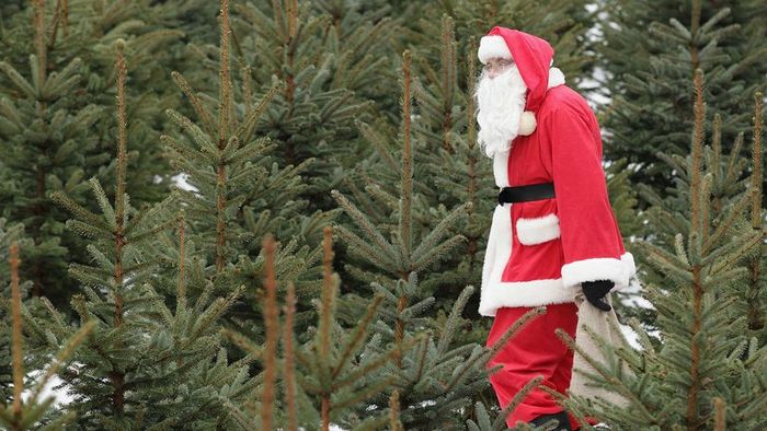 Santa amidst Christmas Trees