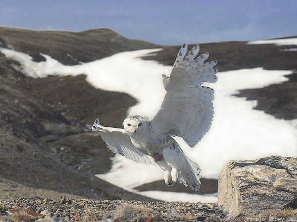 Snowy Owl 5