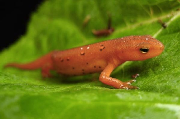 Salamander