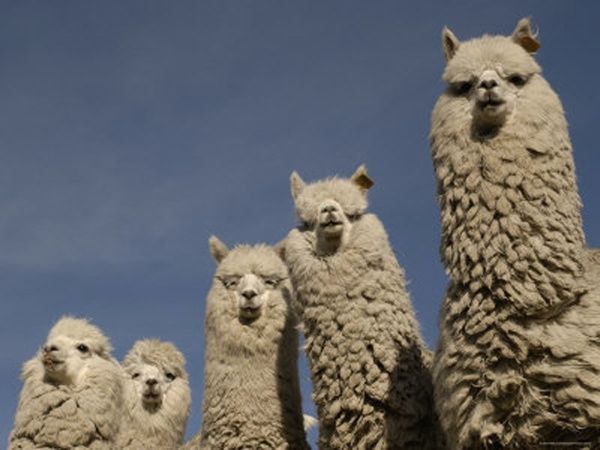 Alpacas