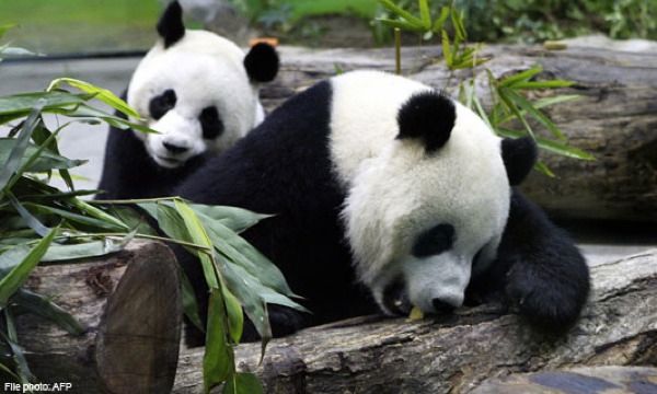 Romantic Chinese New Year For Panda Couple-Topimage