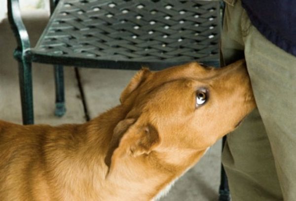 Dog Sniffing Crotch