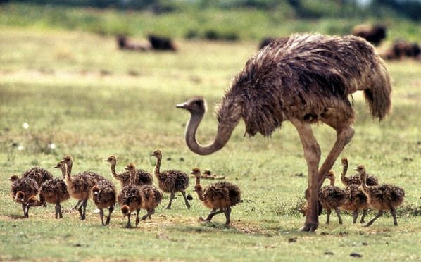 Ostrich Family