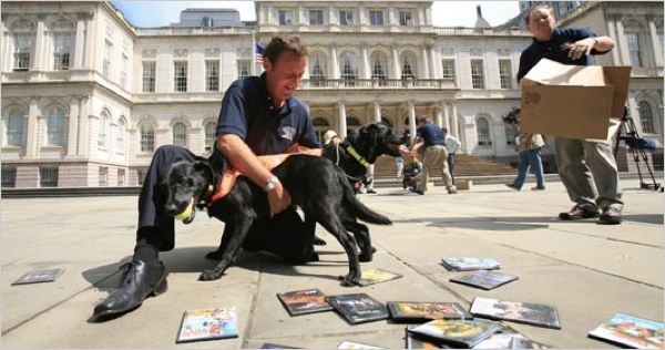 Dogs detecting counterfeit DVDs