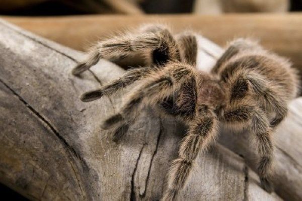 1986972-Close-Up-View-Of-A-Chilean-Rose-Tarantula--Grammostola-Rosea