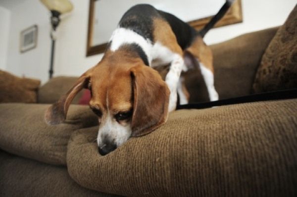 Bedbug Beagle