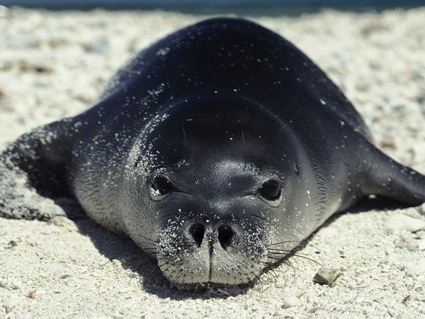 Monk Seal