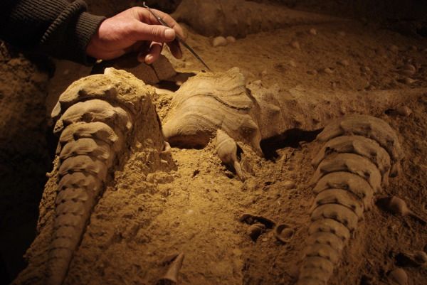 Giant Prehistoric Snail