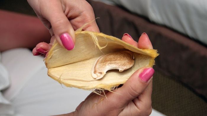 A woman holds a peeled mango pit, revealing the seed inside.