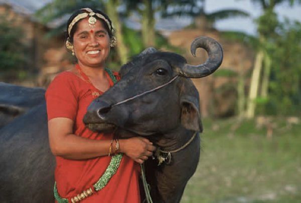Waterbuffaloheifer