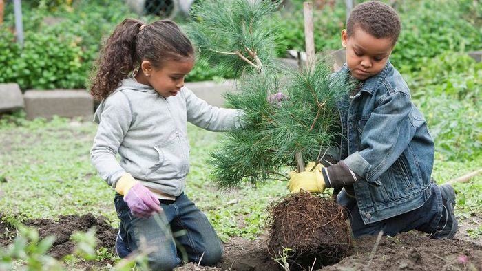 Planting a Pine Tree