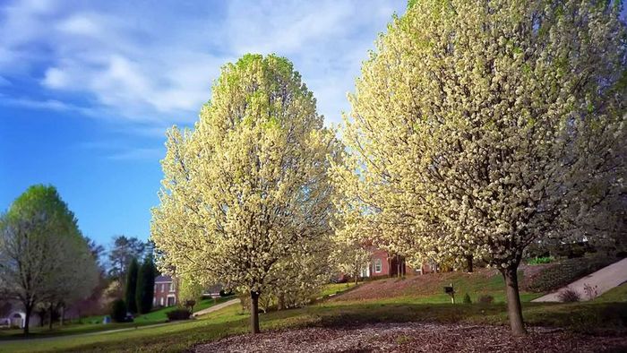 Bradford pear trees