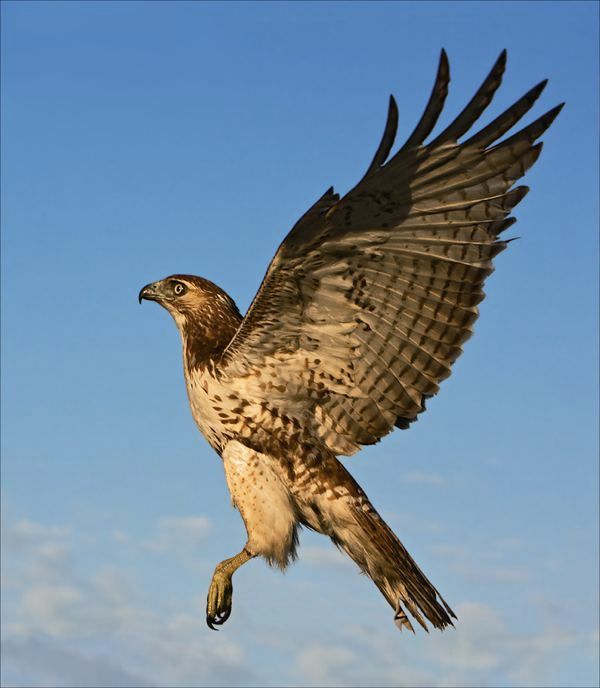 Juvenile Red-tailed Hawk by Hey Man Nice Shot