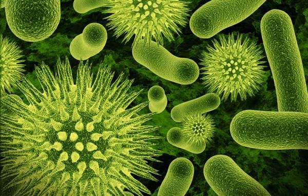 Bacteria Illuminated