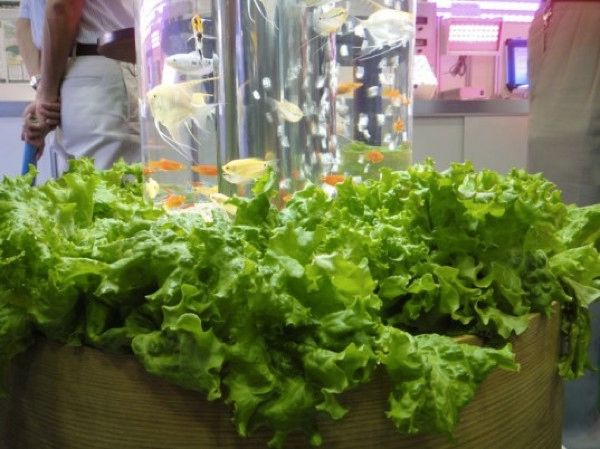 Aquaponics-System-1-537X402