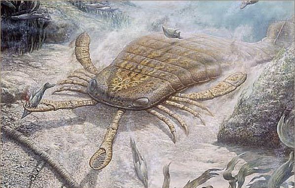 Jaekelopterus Rhenaniae