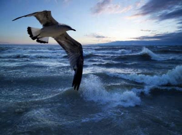 Animals-Predict-Weather-3