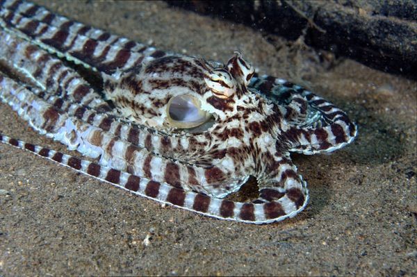 Mimic Octopus