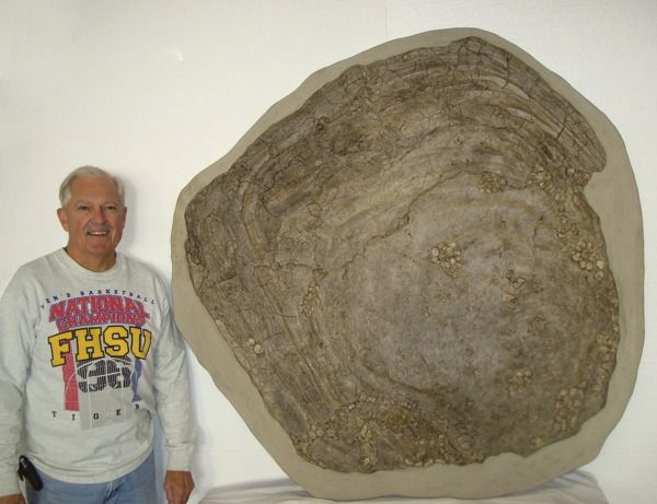 P. platinus