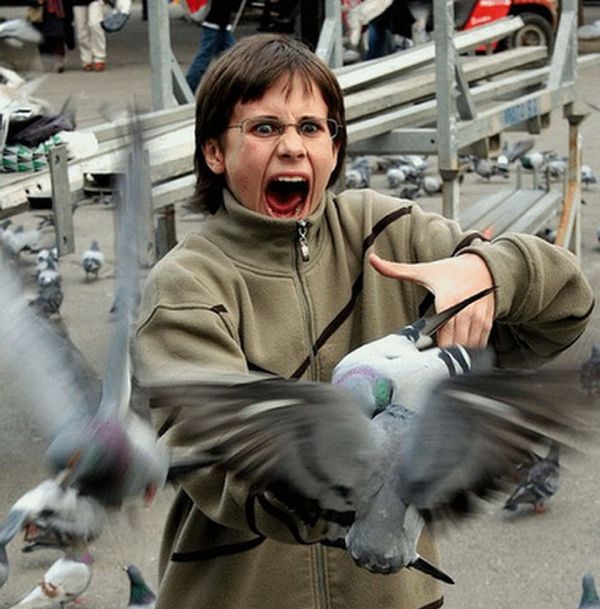 Pigeon