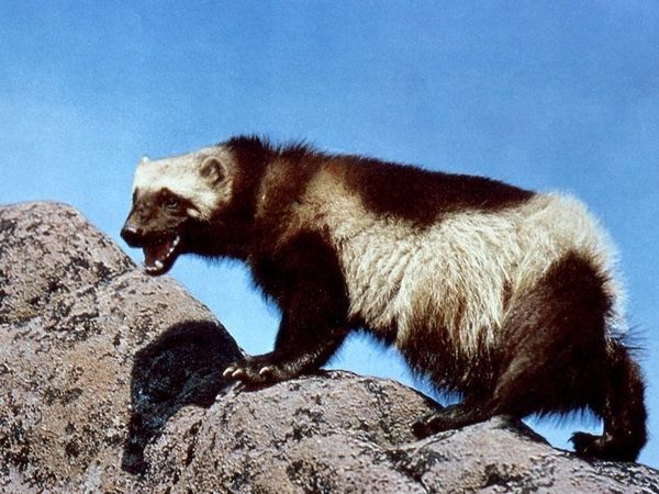 Wolverine