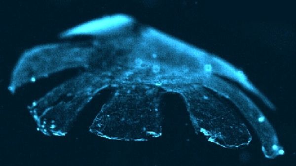Synthetic Jellyfish