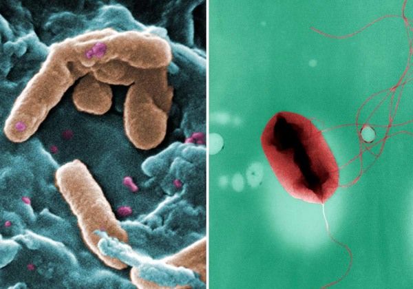 Exploding Microbes