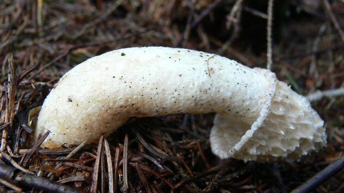 Phallus impudicus, also known as the stinkhorn mushroom