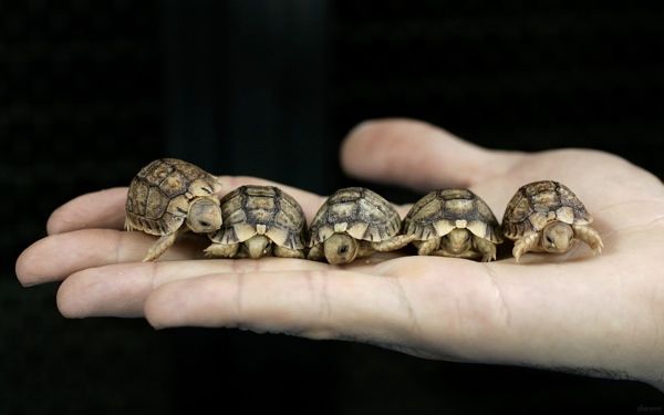 Baby Turtles