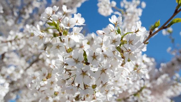 Bradford pear, pungent as ever