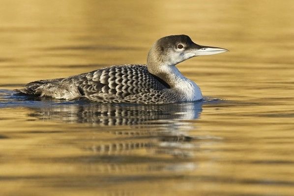 Eistaucher-Gavia-Immer-Great-Northern-Loon-Great-Northern-Diver-Or-Common-Loon