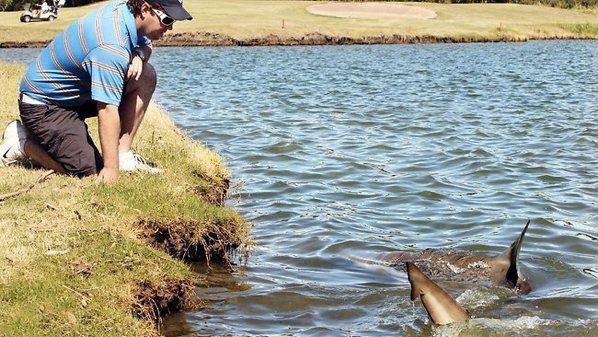 333659-Golf-Course-Sharks
