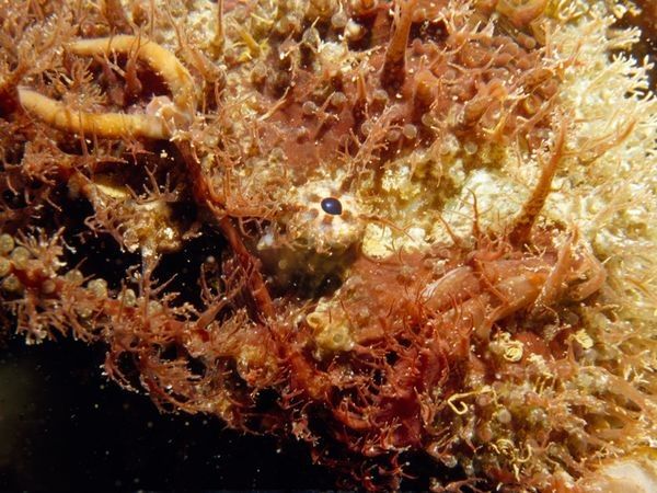 Tasseled Anglerfish