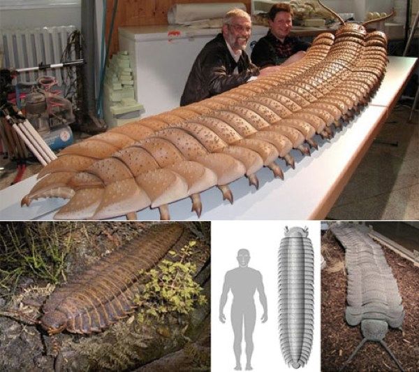 Arthropleura