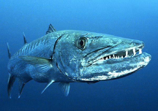 Great-Barracuda500