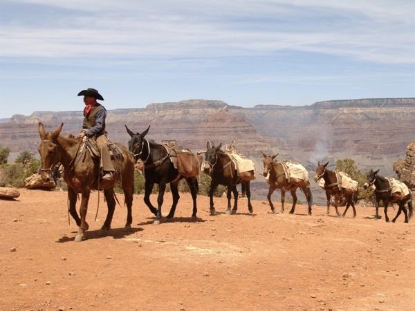 Mule Train