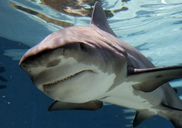 Large Bullshark