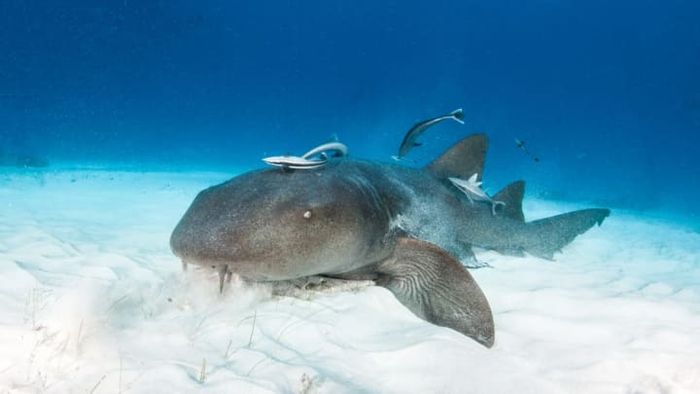 Image credit: iStock.com/Divepic