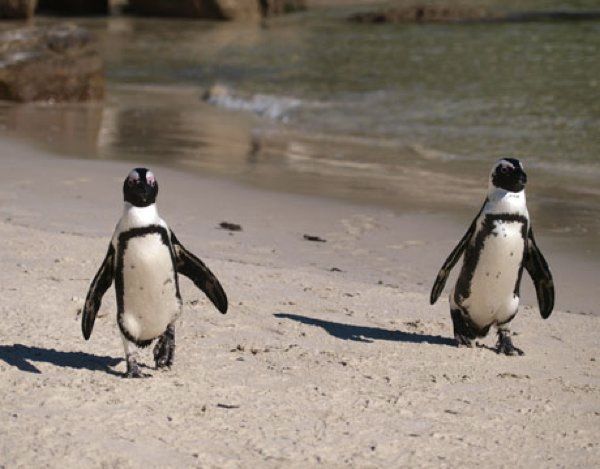 African Penguins
