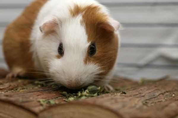 Guinea-Pig-Istock 000007424806Xsmall