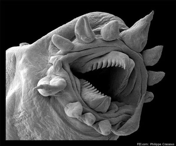Micrsocp-Worm-Electron-Microscope