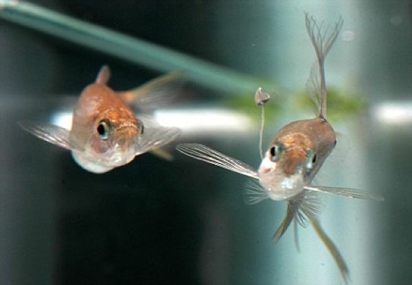 Swordtail Characin